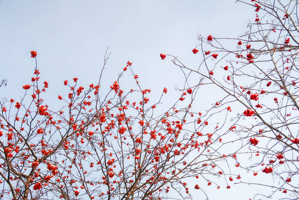 Ebereschen gegen den blauen Himmel, winterliche Natur. - Foto, Bild