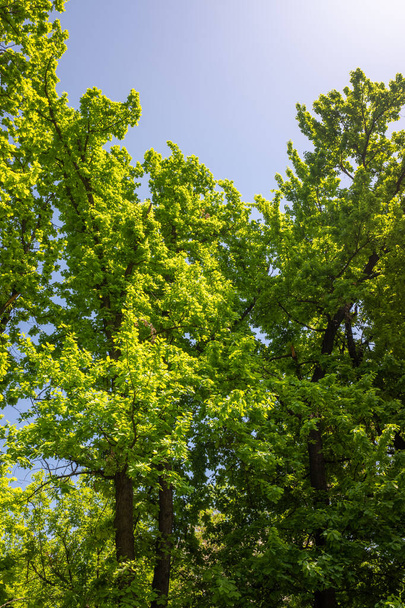 青空を背景に緑の葉が - 写真・画像