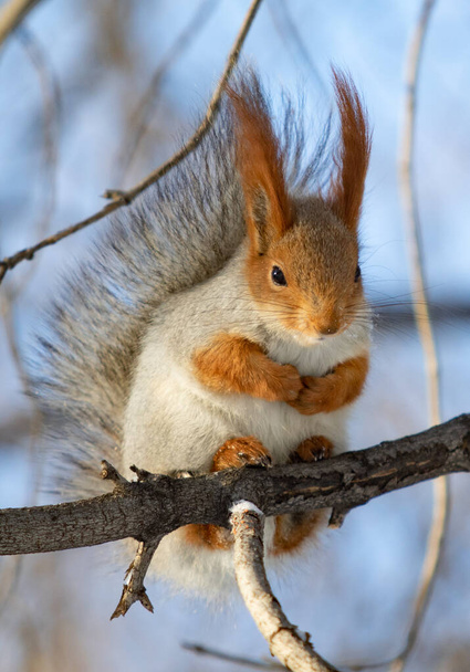 Punainen orava talvella metsässä - Valokuva, kuva