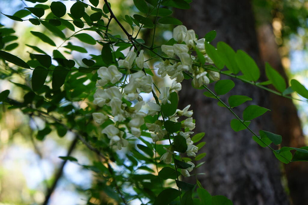Akasya haziran ayında çiçek açar. Acacia, Fabaceae familyasından Mimosoideae familyasına ait büyük bir çalı ve ağaç cinsidir. Berlin, Almanya  - Fotoğraf, Görsel