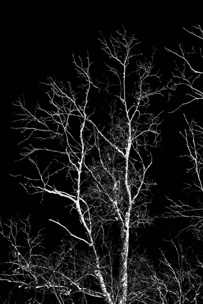 葉のない木の夜の写真、フラッシュ。黒地に白い木の枝のシルエット. - 写真・画像