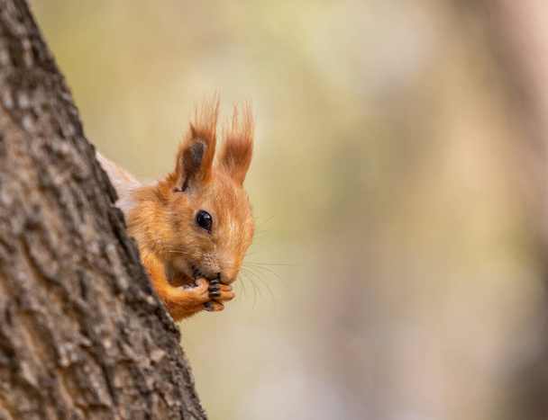 Eichhörnchen im Wald, Natur des Herbstwaldes. - Foto, Bild