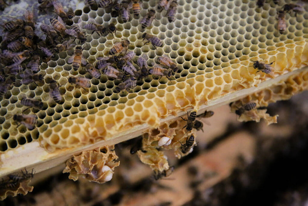 Μέλισσες σε κυψέλη μελισσών που φτιάχνουν μέλι στην Αλαμπάμα - Φωτογραφία, εικόνα