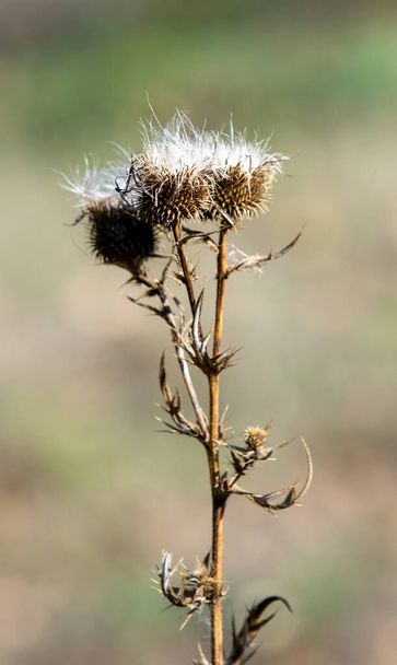 Burdock thorn close-up, autumn nature. - Photo, Image