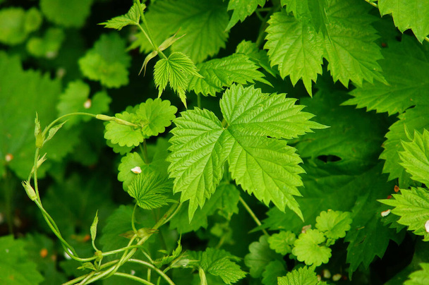 Wild hops spreading in a front garden. The fast-growing tendrils are quickly out of control. But beautiful green and beautiful leaves. - Photo, Image