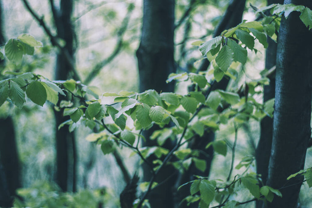Mała roślina z jasnozielonymi liśćmi w ciemnym lesie z jasnym słońcem w tle - Zdjęcie, obraz