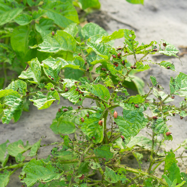 besouro Colorado em uma folha de batata comendo
 - Foto, Imagem