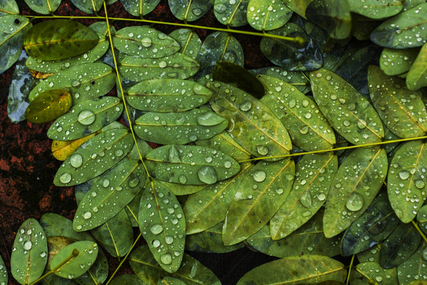 A closeup shot of green leaves covered with dewdrops - Foto, Imagem