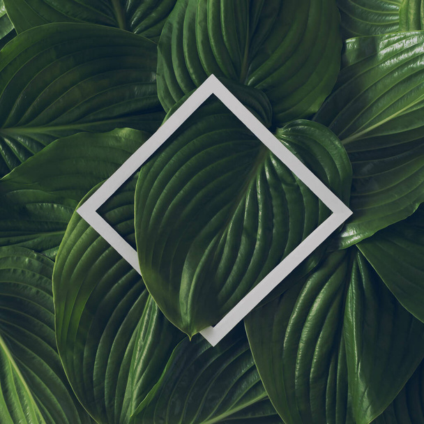 Creative tropical layout made of green leaves and white paper frame. Minimal nature concept. - Fotó, kép