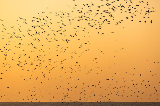 Escena matutina de gaviotas voladoras siluetas sobre la superficie del mar con luz dorada del atardecer sobre el horizonte marino. - Foto, Imagen