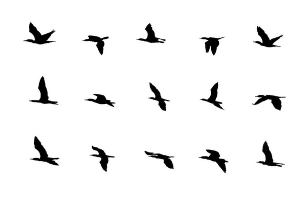白い背景に隔離された異なる飛行行動におけるシルエットの鳥のコレクション. - 写真・画像