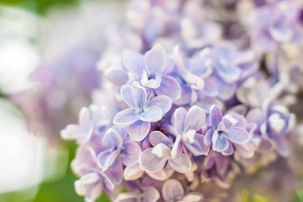 Lilac in the garden. Blooming lilac-purple flowers, selective focus. A branch of lilac in the sunlight. They bloom in spring. Selective focus. Background of the spring concept - Photo, Image