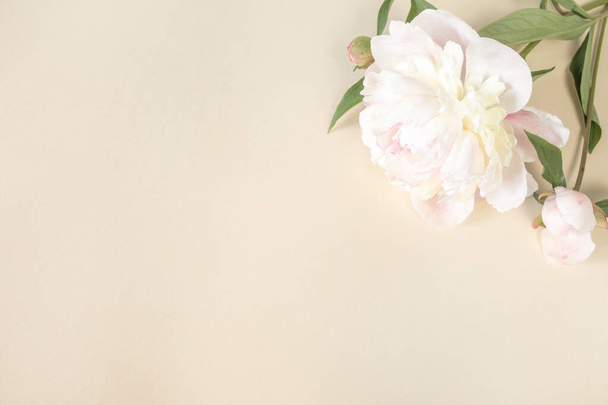 Große beige-rosa Pfingstrosenblüte auf hellem Papierhintergrund mit Platz für Text. Bild für die Gestaltung von Grußkarten zum Thema Hochzeit, Muttertag, Geburtstag und andere Grüße - Foto, Bild