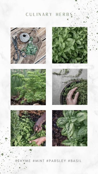 Collage of culinay herbs. Thyme, mint, parsley, basil. Social media post. - Photo, Image