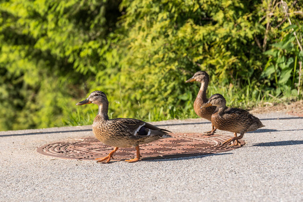 Wild ducks on the road - female mallard duck with two cubs - Photo, Image