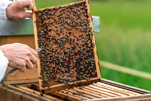 養蜂家は養蜂場のワックスフレームでミツバチを検査します - 写真・画像