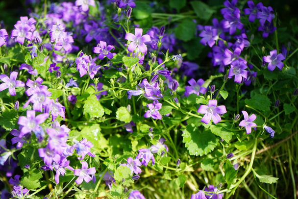 Campanula portenschlagiana in June in the garden. Campanula portenschlagiana, the wall bellflower, is a species of flowering plant in the family Campanulaceae. Berlin, Germany  - Photo, Image
