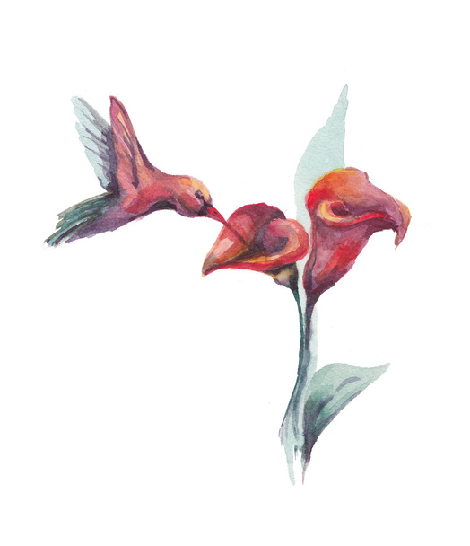 Watercolor humming-bird and flower - Φωτογραφία, εικόνα