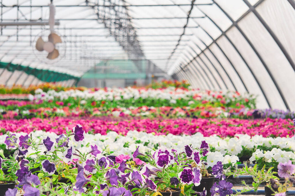 üvegház belseje virágok és kerti dísznövények termesztésére - Fotó, kép