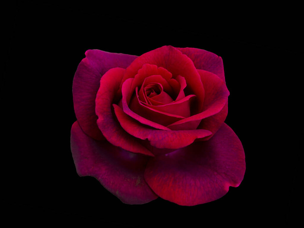 Dark red rose is on black background - Foto, afbeelding