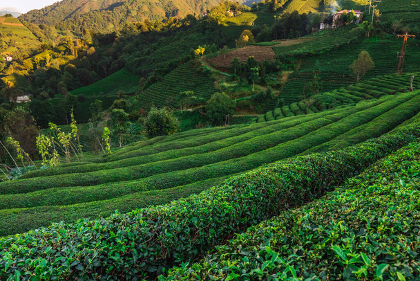 Plantations de thé près de Rize en Turquie editorial - Photo, image