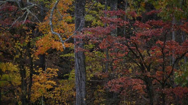 Pohled na podzimní barvy v národním parku Great Smoky Mountains, TN - Fotografie, Obrázek