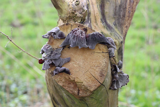 Fungo agarrado ao lado de uma árvore em uma madeira - Foto, Imagem