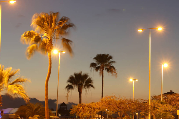 Pálmafák tornyosulnak a Tenerife égbolton - Fotó, kép