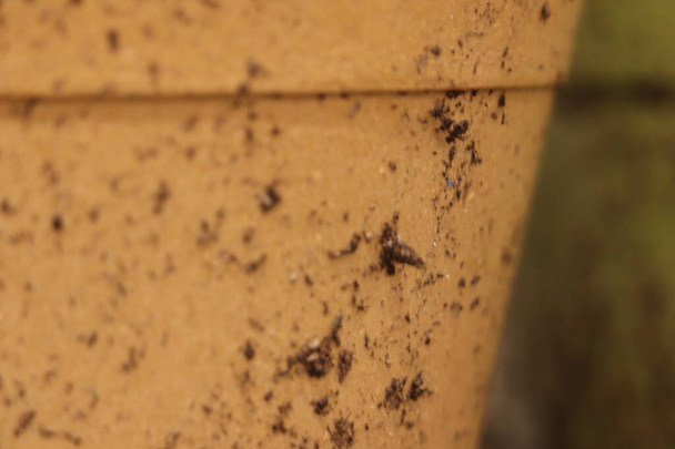 Araña arrastrándose por el exterior de una maceta - Foto, imagen