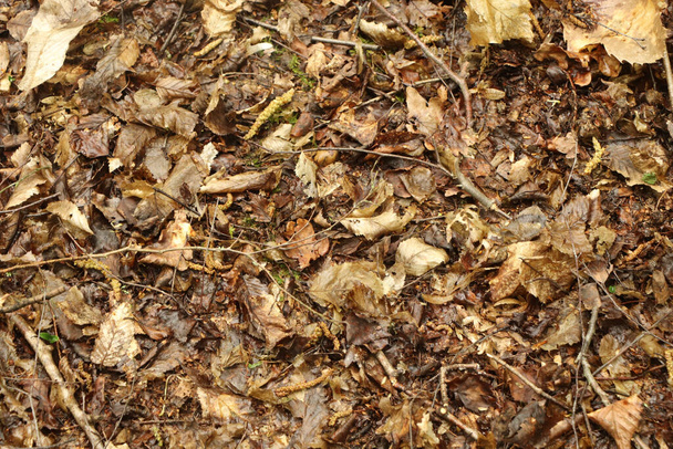Maanpinnan tasolla näkymä kasviston metsän lattialla - Valokuva, kuva