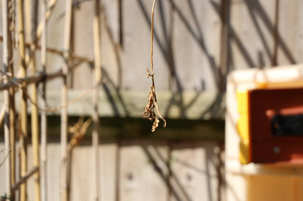 Colgando de un árbol en una cuerda delgada - Foto, Imagen