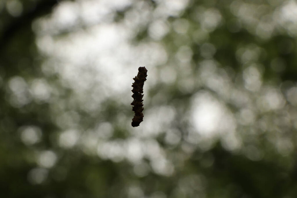 Pendurado em uma árvore em uma corda fina - Foto, Imagem