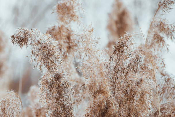 Pampas grass. Reed seeds in neutral colors on a light background. Dry reeds close up. Trendy soft fluffy plant. Minimalistic stylish concept. - Photo, Image