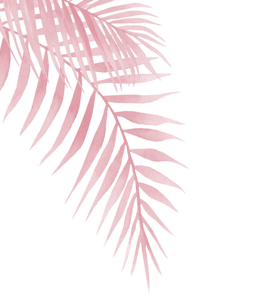 Vaaleanpunainen palmu. Abstrakti akvarelli Palmunlehdet valkoisella pohjalla. - Valokuva, kuva