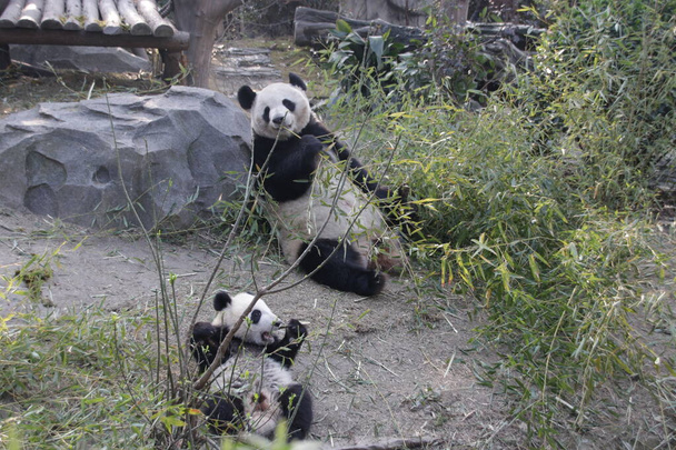 Притворство матери панды и ее детеныша, Чэнду Панда Базе, Китай - Фото, изображение