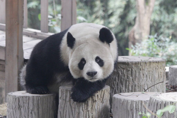 Funny Pose of Giant Panda, Rolling eyes , Chengdu Panda Base, China - Photo, Image