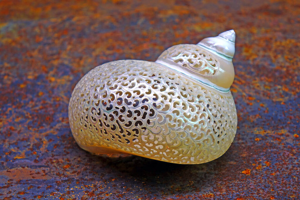 Piękne muszle rzeźba (Turbo Imperialis) na rustykalnym tle. Turbo Imperialis to gatunek ślimaka morskiego, ślimaka morskiego z rodziny turbinidae.. - Zdjęcie, obraz