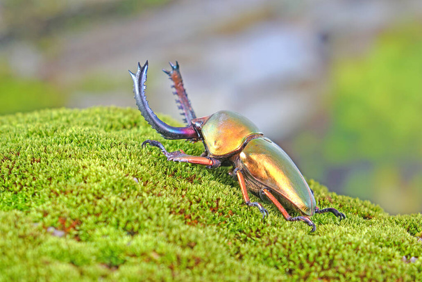 Lo scarabeo del dente di sega (Lamprima adolphinae) è una specie di scarabeo da cervo della famiglia Lucanidae presente in Nuova Guinea e Papua. Uno dei più famosi animali domestici-insetto impressionante del mondo. Gli animali esotici - Foto, immagini