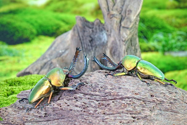 Sawtooth Beetle (Lamprima adolphinae), Yeni Gine ve Papua 'da bulunan bir erkek geyik böceği türüdür. Dünyanın en ünlü evcil hayvanlarından biri. Egzotik hayvanlar. - Fotoğraf, Görsel