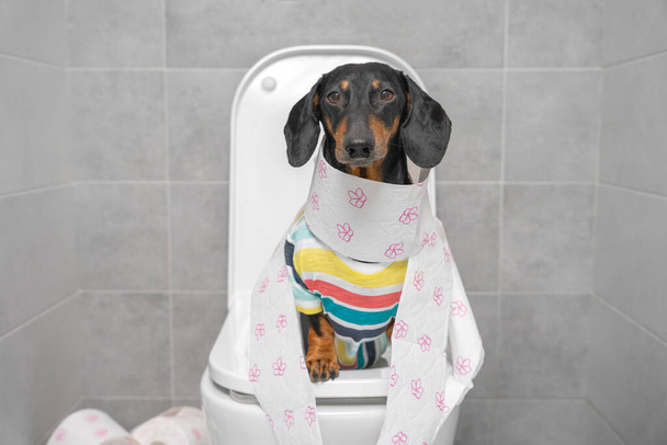 Funny dachshund dog in striped colorful t-shirt sitting on toilet wrapped in paper, front view. Daily hygiene procedures, digestive problems and stomachache - Foto, immagini