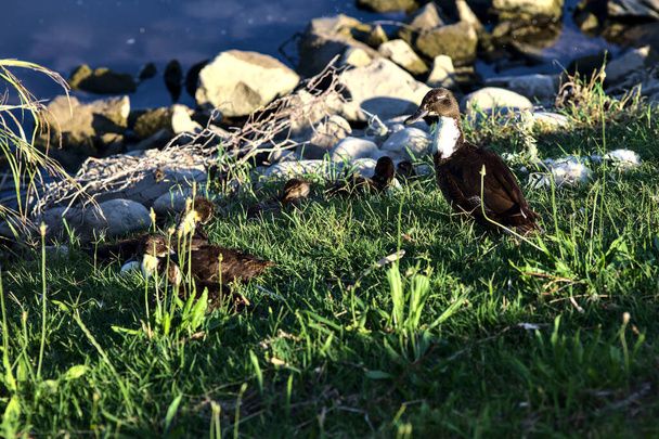 Mallard with ducklings by the shore of a lake at sunset in summer - Photo, Image