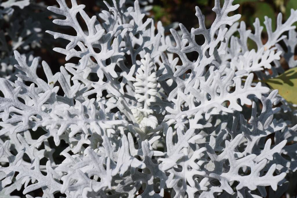  Dusty miller leaves. Asteraceae evergreen perennial plant. - Photo, Image