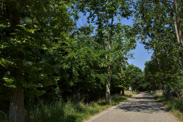 Straße in einem Park auf dem Land, umgeben von Bäumen am Mittag - Foto, Bild