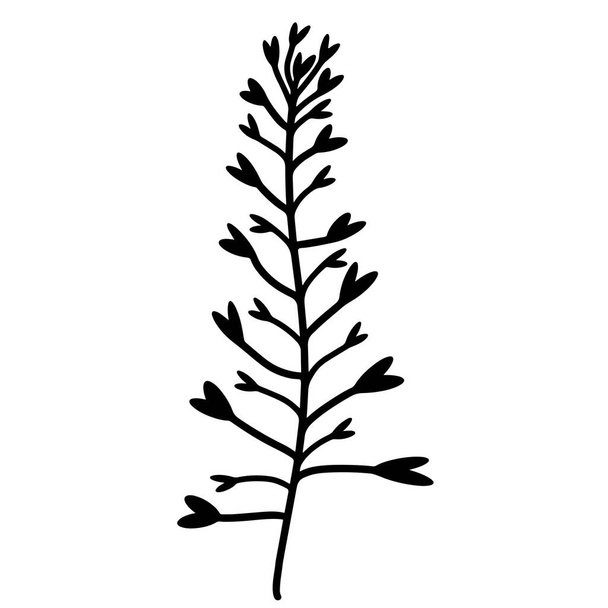 Twig with leaves. Vector icon isolated on white background. Shepherd's bag. Hand drawn doodle illustration. Black silhouette of a plant. Botanical element. Medicinal herbs. Branch outline, monochrome. - Vettoriali, immagini