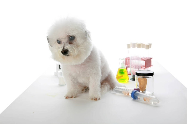 Επιστημονικός σκύλος. Bichon Frise Επιστήμονας. Η Fifi the Bichon Frise εργάζεται σε ένα εργαστήριο και πειραματίζεται με την κλωνοποίηση ανθρώπων. χαριτωμένος σκύλος σε γυαλιά που εργάζονται σε χημικό εργαστήριο. Επιστήμονας σκύλων. Επιστήμονες σκύλων που δουλεύουν σε εργαστήριο. έξυπνο σκυλί.  - Φωτογραφία, εικόνα