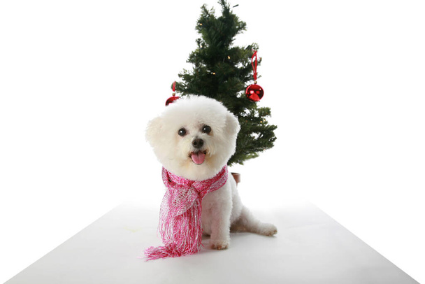 Χριστουγεννιάτικο σκυλί. Μπισόν Φριζέ Χριστούγεννα. Μπιχόν Φρίζ Ντογκ για τα Χριστούγεννα. Τα σκυλιά λατρεύουν τα Χριστούγεννα και τις γιορτές. Απομονωμένο σε λευκό. Bichon Frise με ένα χριστουγεννιάτικο δέντρο. Χαρούμενο Χριστουγεννιάτικο κουταβάκι. Μπίκον Φρίζ για τα Χριστούγεννα. Ένα χαρούμενο σκυλί χαμογελά για τα Χριστούγεννα.  - Φωτογραφία, εικόνα