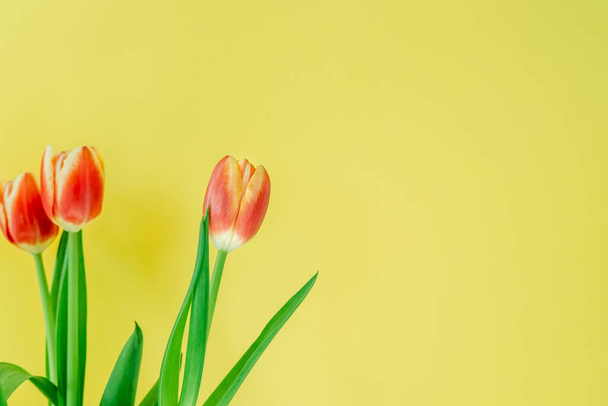 Verse lente tulpen. - Foto, afbeelding