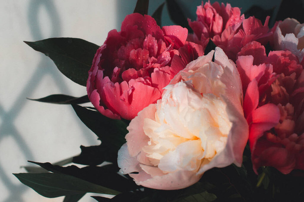 Close up photo as a natural background. Soft focus. Blooming branches with peony flowers and buds . Blurry background selective focus. White and pink peonies flowers. Floral background. Pastel peony - Photo, Image