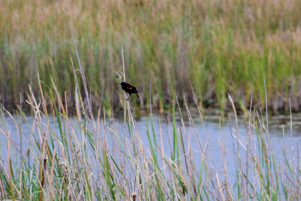 Bataklıktaki çimlerin üzerinde kırmızı kanatlı siyah kuş. - Fotoğraf, Görsel