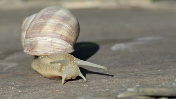 Closeup of a vineyard snail in summer time - Footage, Video